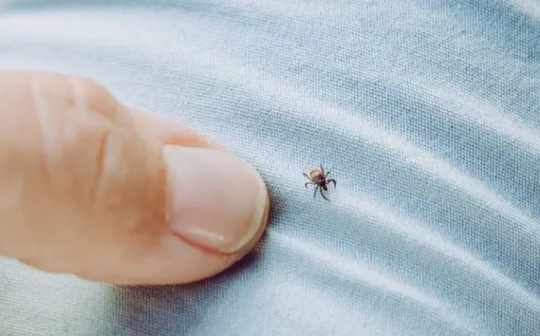 Kene Isırmasıyla 21 Yaşındaki Genç Hayatını Kaybetti