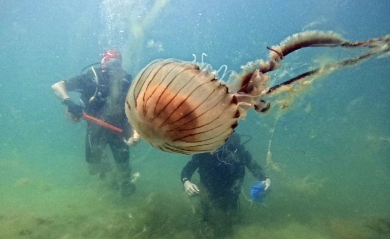 Zehirli denizanası Karamürsel sahillerinde görüldü